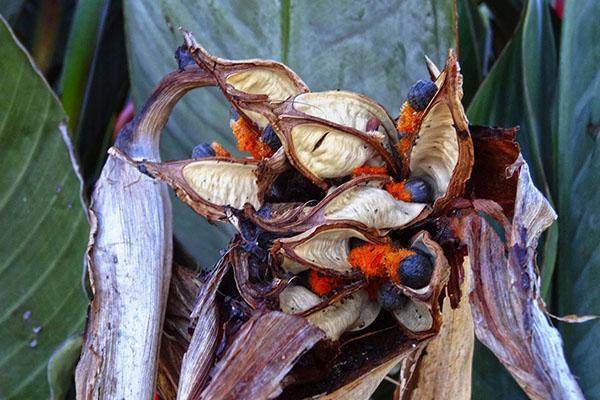 Strelitzia - reproduction by seeds, division of roots, lateral shoots,  transplantation and selection of soil, video