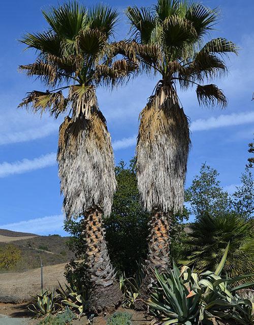 vanha washingtonia