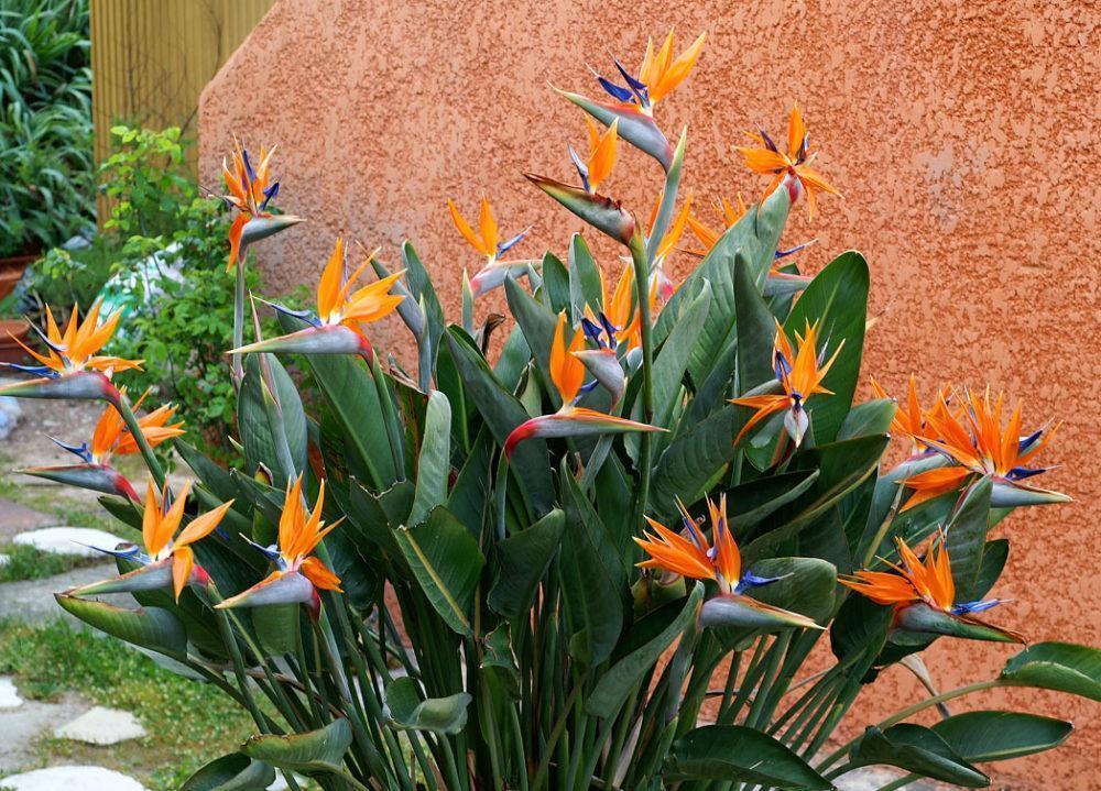 strelitzia henkilökohtaisella juonella