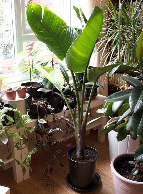 Strelitzia - reproduction by seeds, division of roots, lateral shoots,  transplantation and selection of soil, video