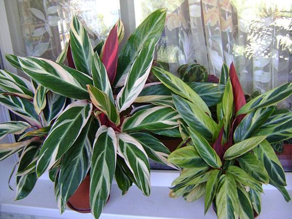 stromantti sisätiloissa