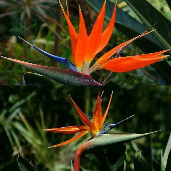 hämmästyttävä strelitzia
