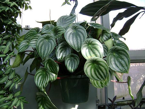 hyvin hoidettu peperomia