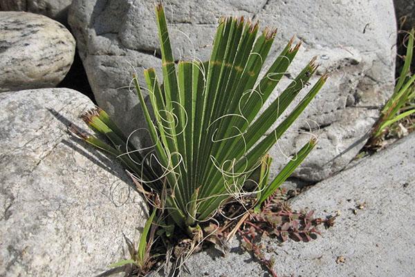 washingtonia luonnossa