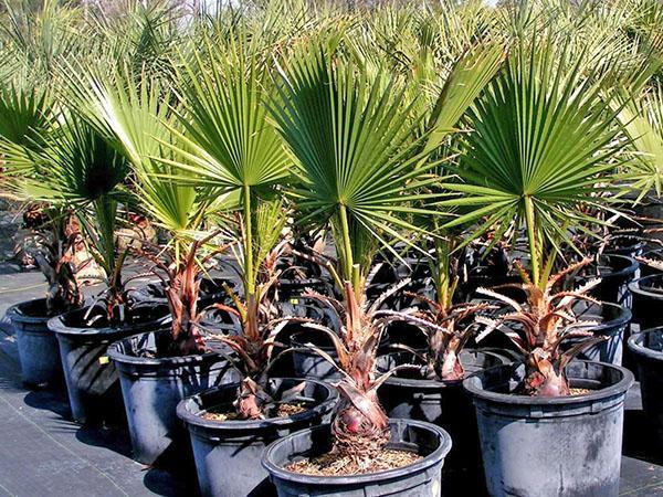 washingtonia lastentarhassa
