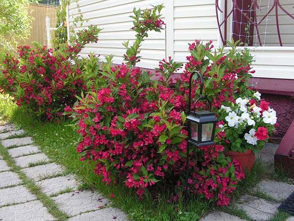 Weigela heidän kesämökissään