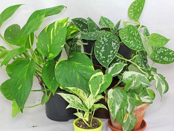 tyypin scindapsus huoneen olosuhteissa