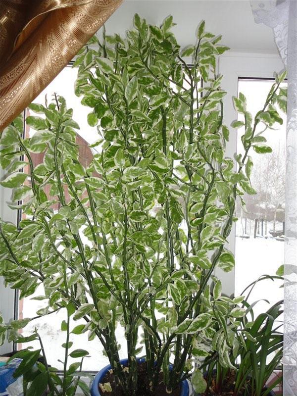 aikuisten pedilanthus-pensas