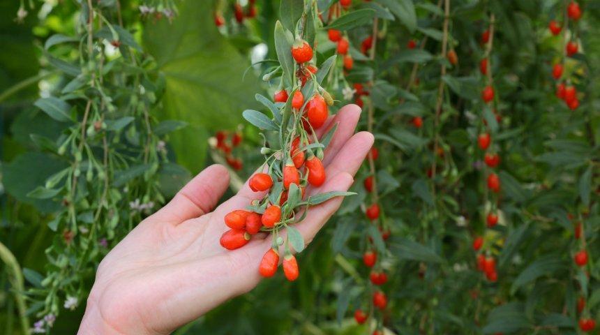 goji-marjoja maassa