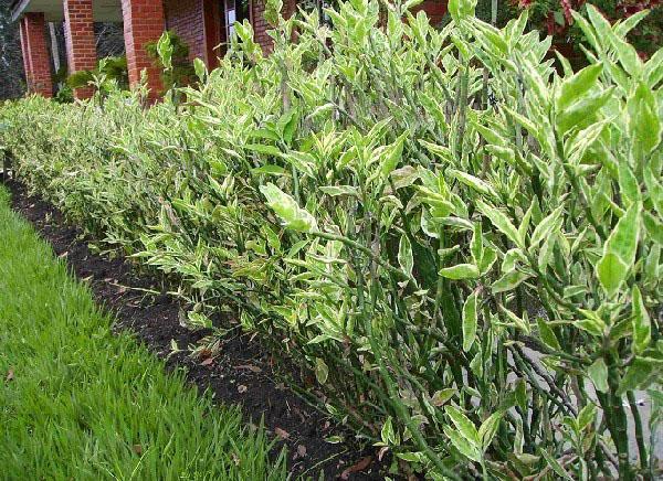 hedilanthus titimaloidin suojaus