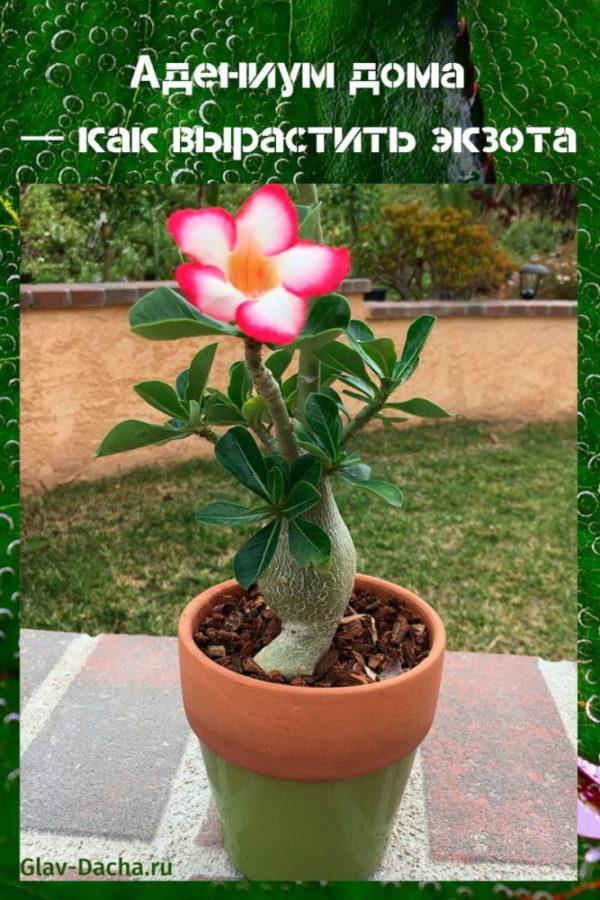 adenium kotona