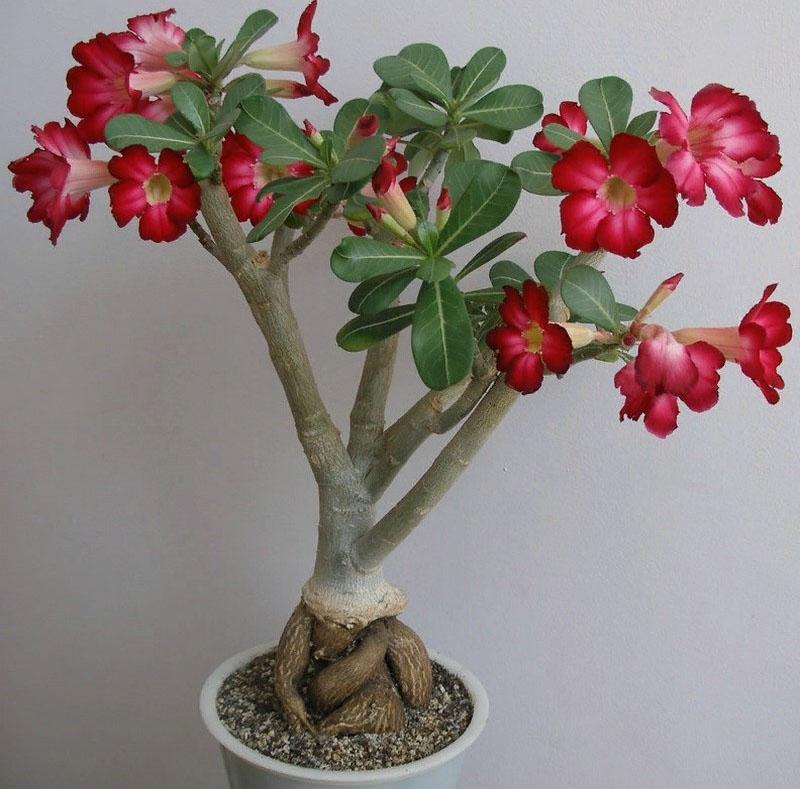 kaunis adenium kotona