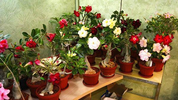 adenium - aavikon ruusu