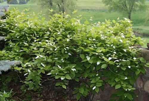 aktinidia
