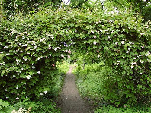 actinidia kolomikta maassa