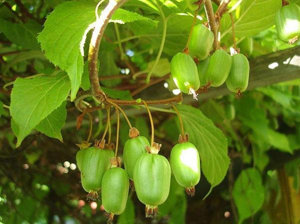 actinidia kolomikta maassa