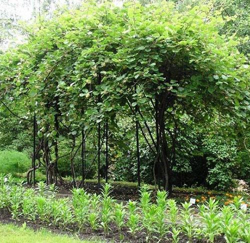 aktinidia ristikossa