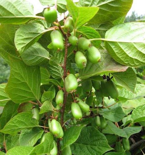 aktinidia