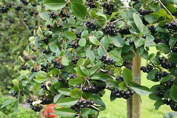 aronia kesämökissä