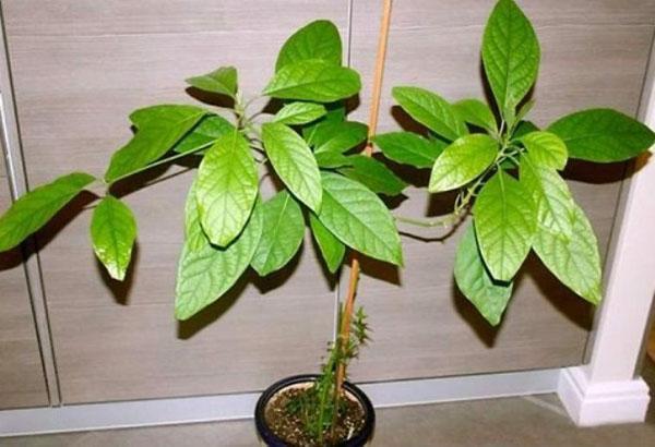 avokado kotona