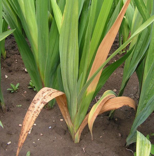 gladiolus on sairas