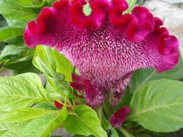 pinnallinen celosia