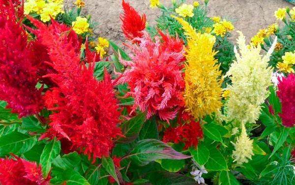 pinnallinen celosia