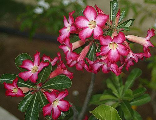 kukkiva adenium liikalihavia