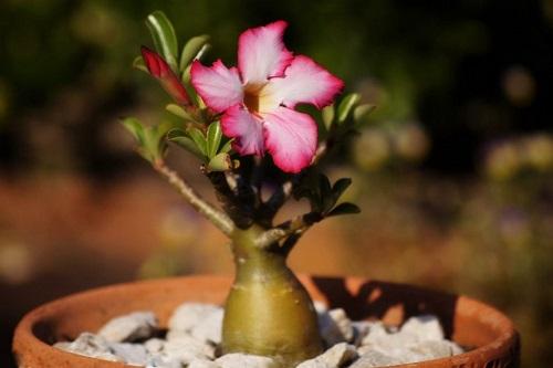 kukkiva adenium