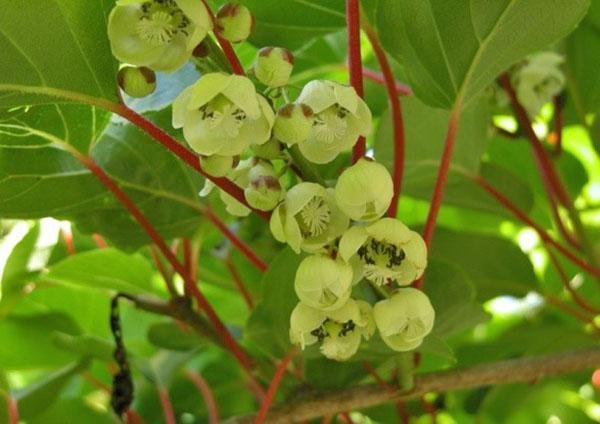 kukkiva aktinidia