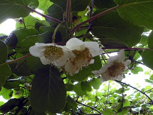 kukkiva aktinidia