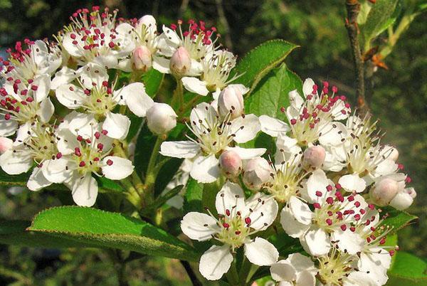 musta aronia kukkii