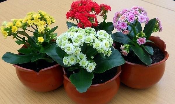 Kalanchoe kukkii