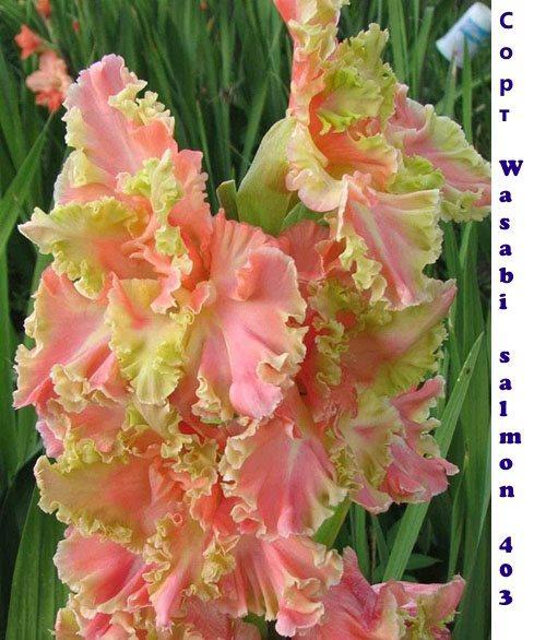gladiolus Wasabi-lohi 403