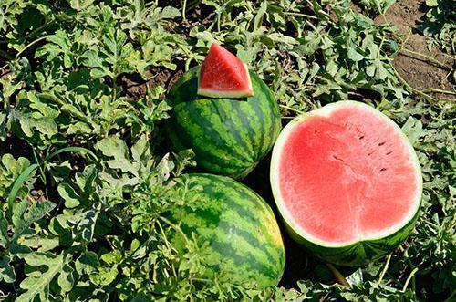suuret vesimeloni marjat