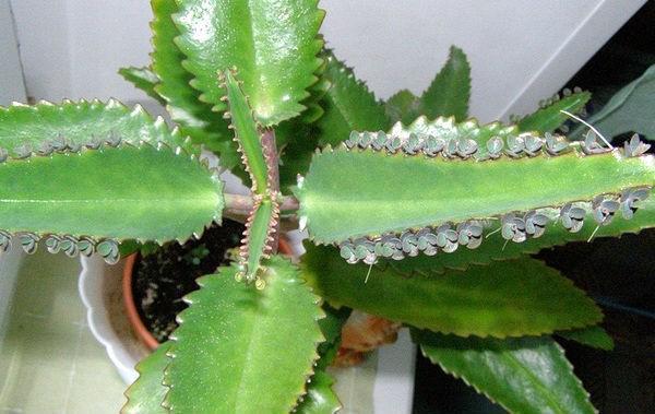 lääke Kalanchoe