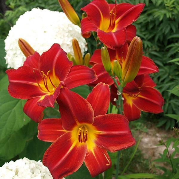 Daylily-hybridilajikkeet Anzac