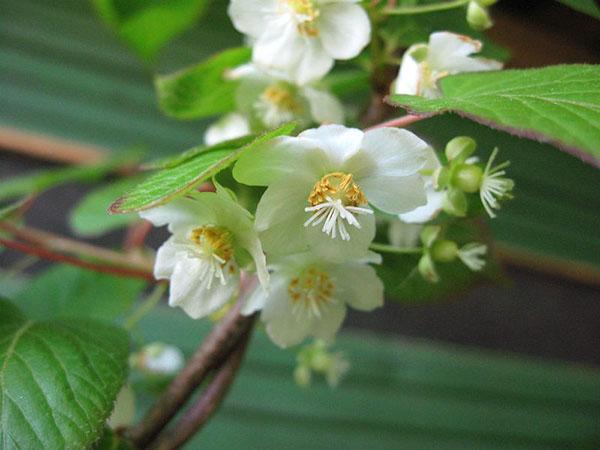 herkkä kukinta actinidia