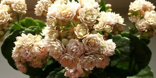 lempeä kukinta Kalanchoe