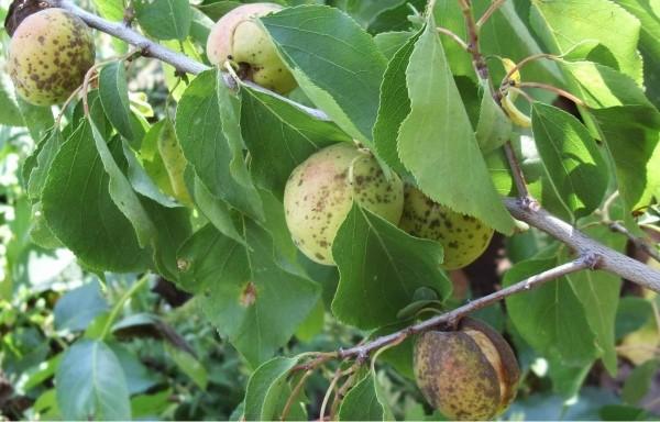 monioosin ilmentyminen aprikooseissa
