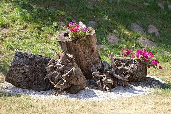 rutaria vanhan puun kannon ympärillä