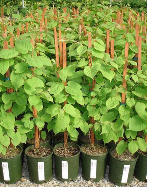taimet actinidia kolomikta