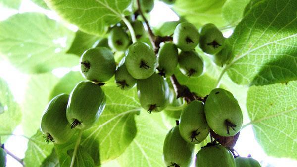 herkulliset aktinidia-hedelmät