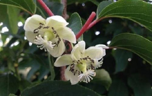 naispuolinen aktinidia