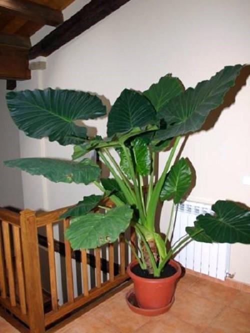 alokasia sisätiloissa