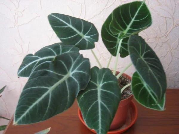alokasia huoneessa