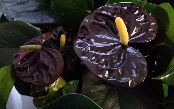 anthurium musta prinssi