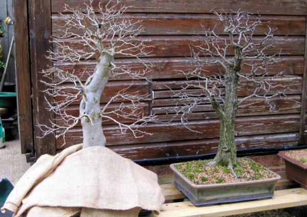 Bonsai strom - ako pestova doma zo semien, starostlivosti, pdy, videa