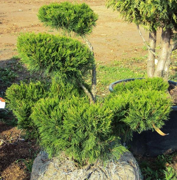 Juniper Bonsai Minttu Julep