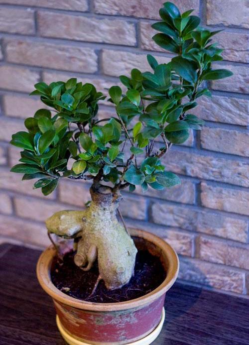 bonsai ficus sisätiloissa
